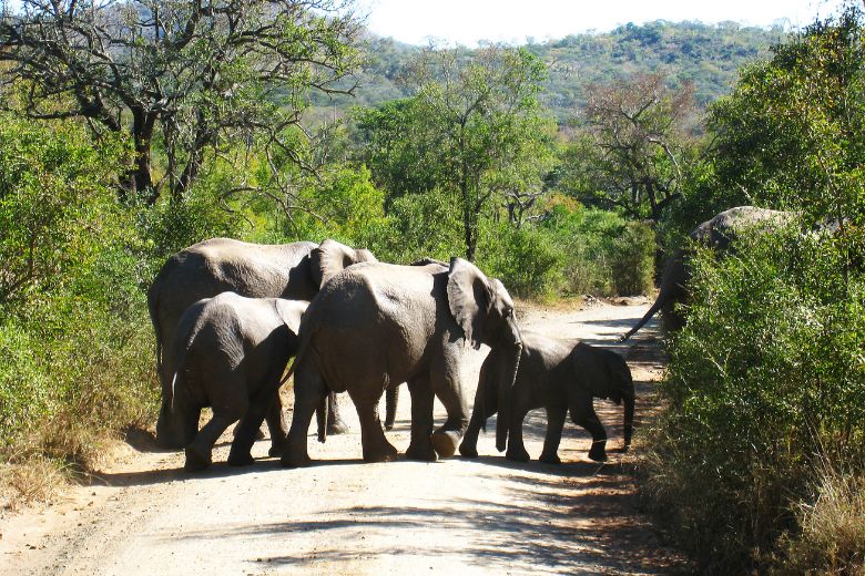 Learning About Nature: Embrace the Wilderness with Ilala Safaris